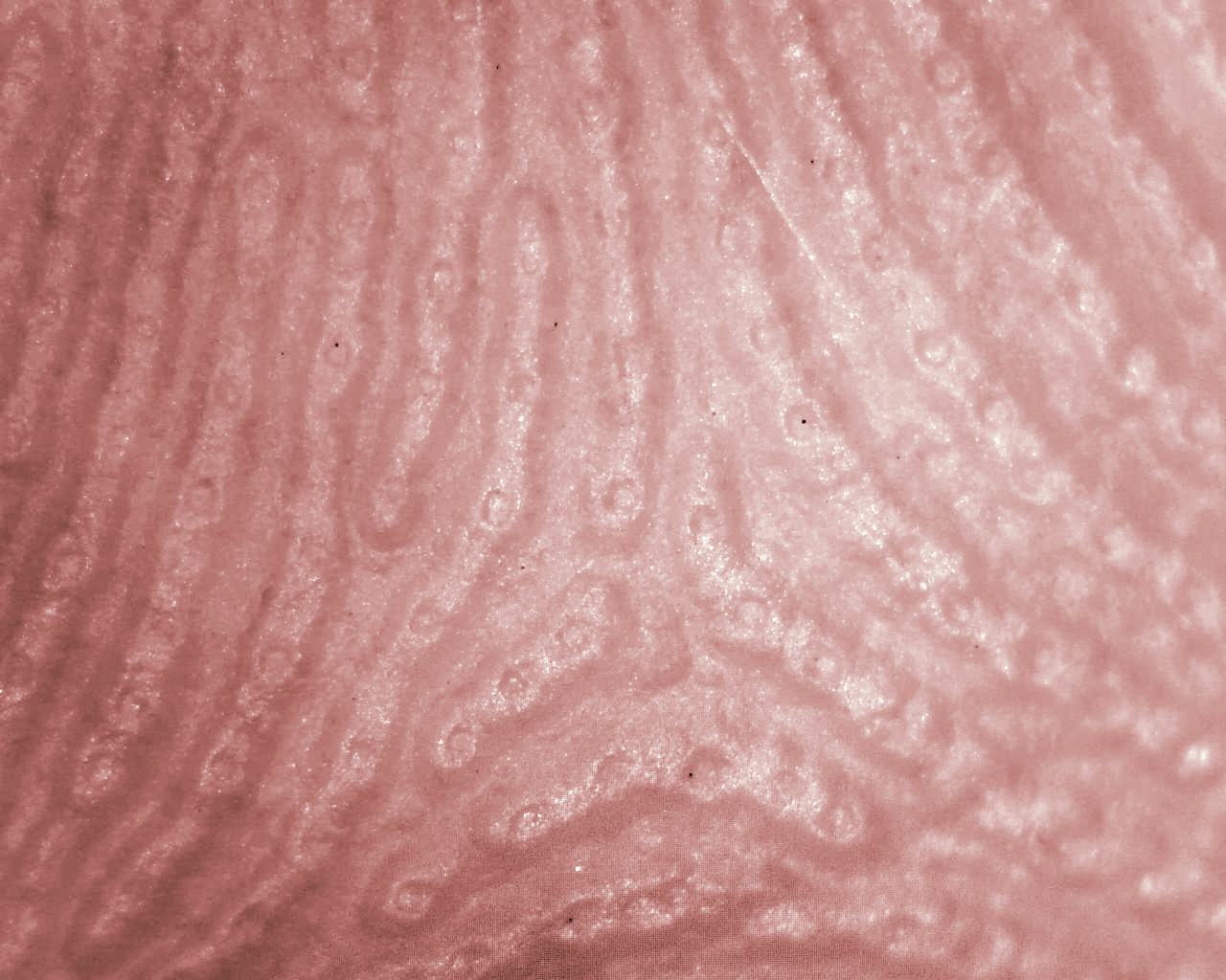 Microscopic close-up of fingerprint ridges and pores
